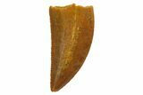 Serrated, Raptor Tooth - Real Dinosaur Tooth #135174-1